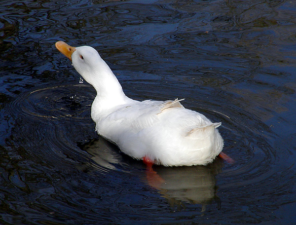 photo "Run for my feathers..." tags: nature, pets/farm animals