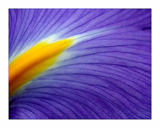 photo "Yellow in Blue" tags: macro and close-up, 