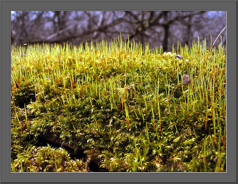 фото "...active awakening..." метки: макро и крупный план, природа, цветы