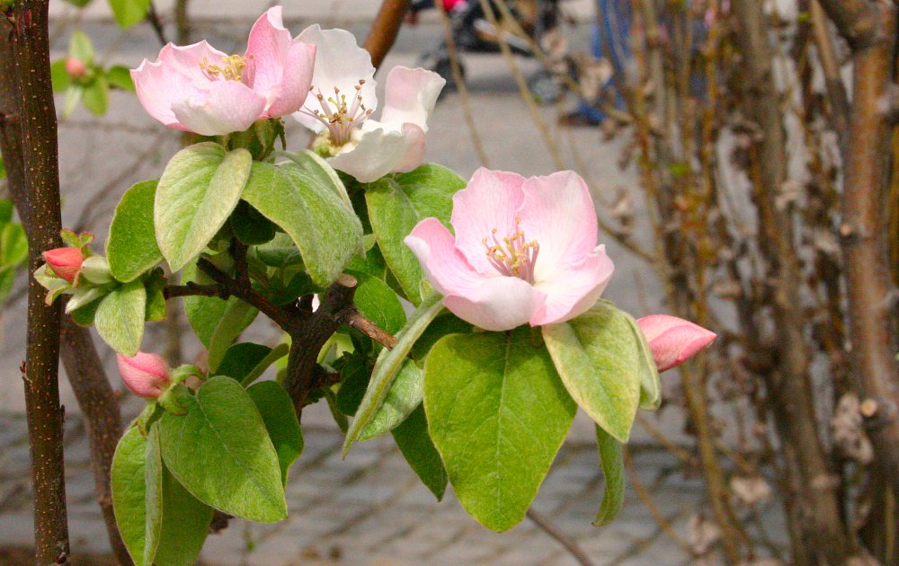 photo "Spring flower" tags: landscape, spring