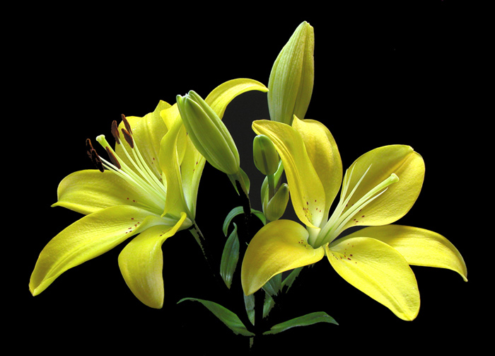 photo "Lilies" tags: nature, flowers