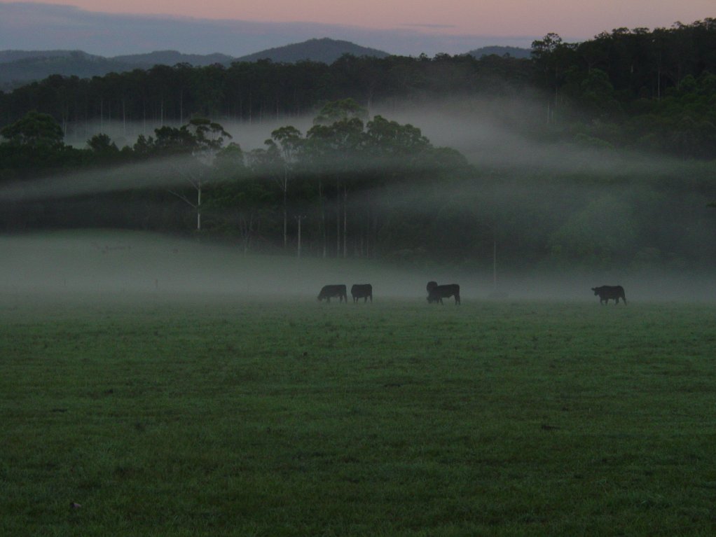 фото "Cows in the Morning Mist" метки: природа, домашние животные