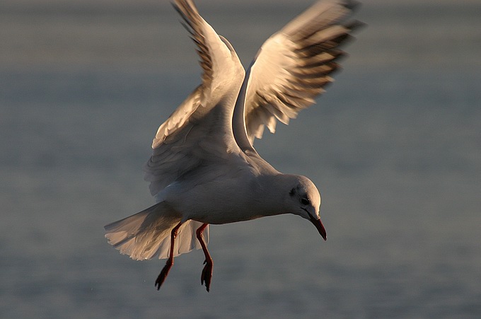 photo "SeaGull 2" tags: nature, wild animals