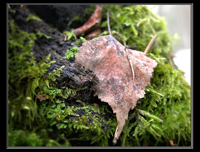 photo "After winter" tags: nature, macro and close-up, 