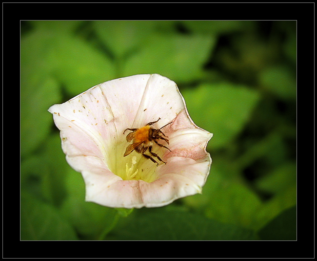 photo "I think it`s enough" tags: macro and close-up, nature, insect