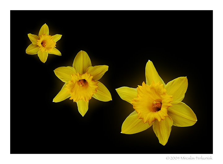 фото "Spring Flowers" метки: фотомонтаж, 