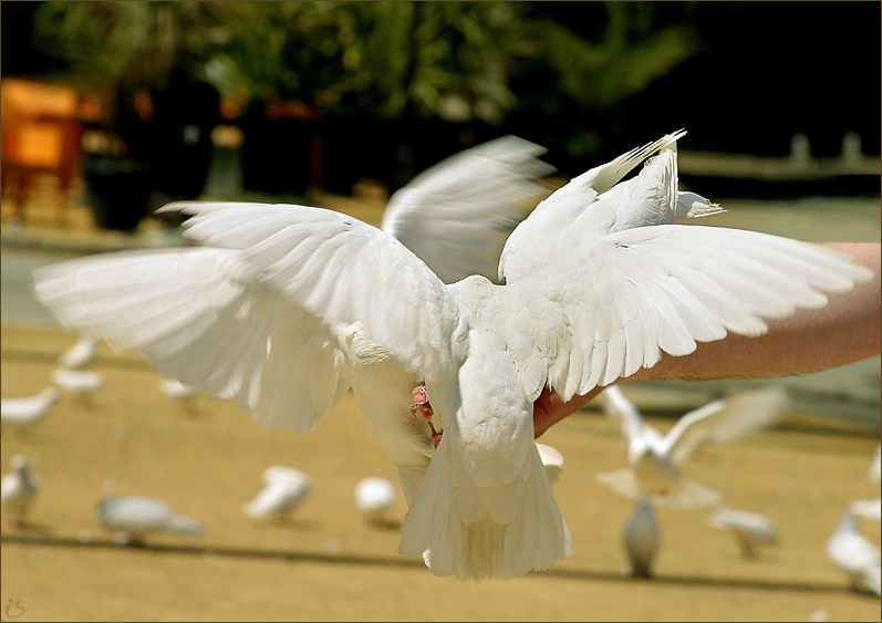 photo "Afternoon snack." tags: nature, pets/farm animals