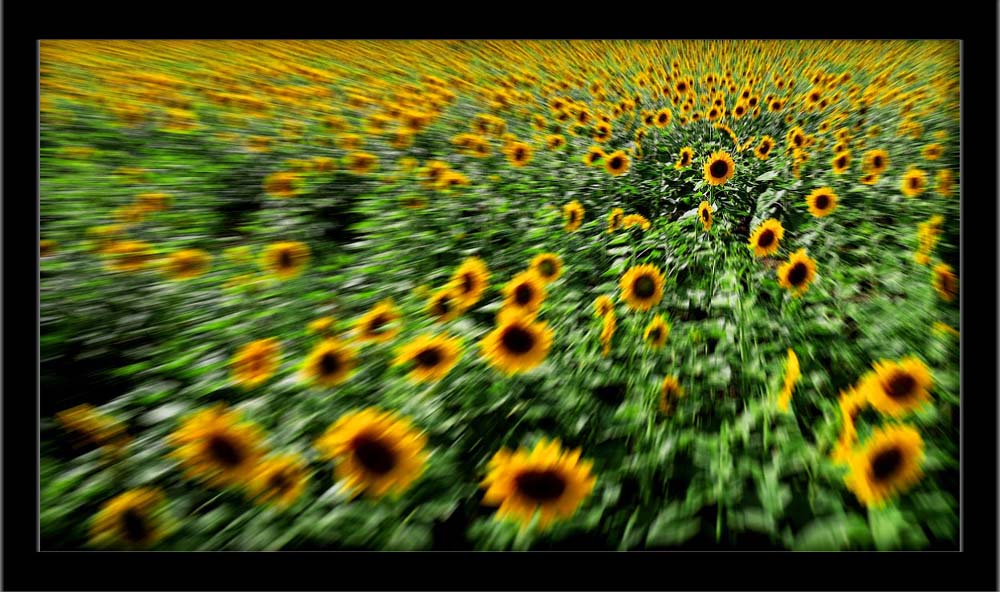 фото "Sunflower" метки: природа, цветы