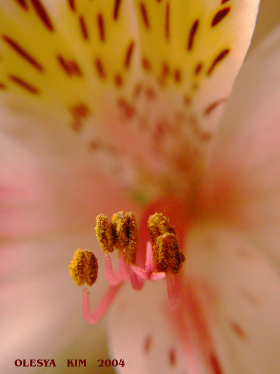 photo "DETAIL" tags: nature, macro and close-up, flowers