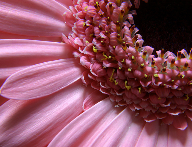 photo "Daisy" tags: macro and close-up, nature, flowers