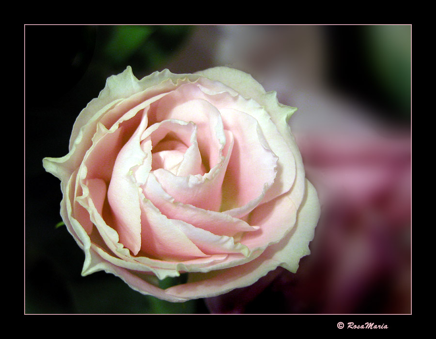 photo "Waves of Beauty" tags: macro and close-up, nature, flowers