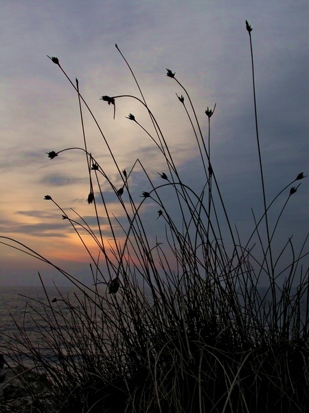photo "Sicks Wires" tags: nature, landscape, sunset