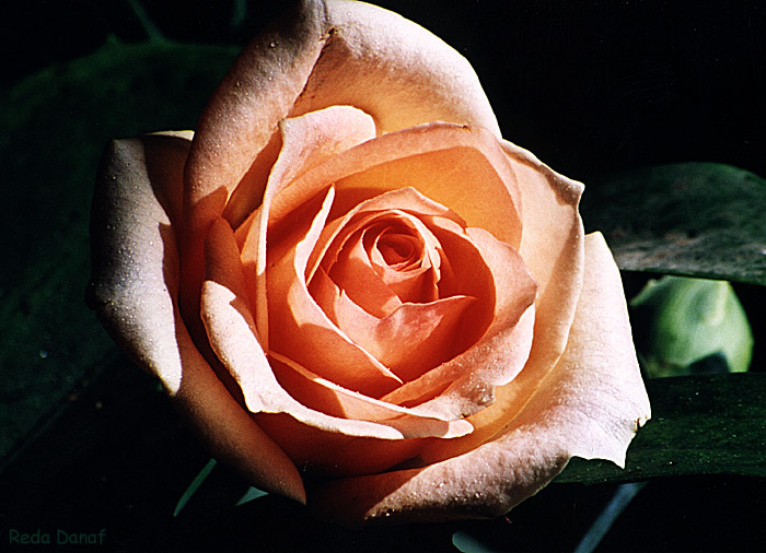 photo "Spring" tags: nature, flowers