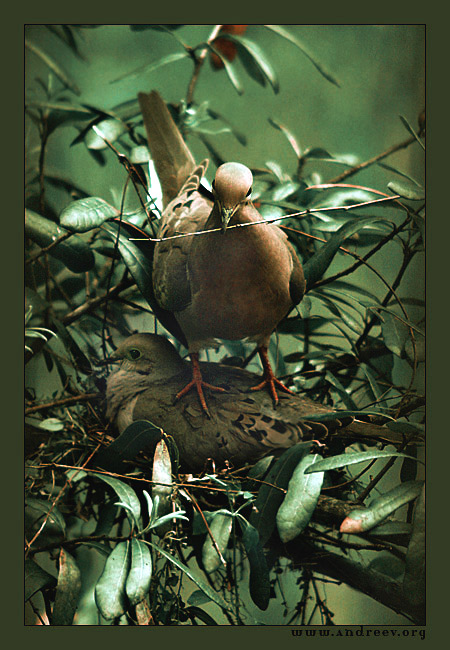 фото "Гнездо" метки: природа, жанр, дикие животные