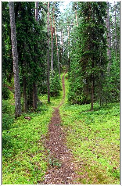 photo "Wood etude" tags: landscape, forest