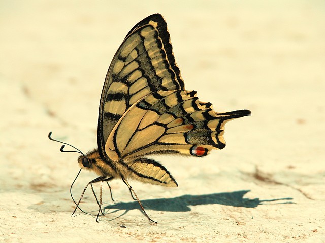 photo "Big summer thirst" tags: macro and close-up, nature, insect