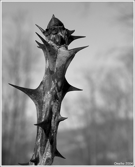 фото "Про зловещих духов леса" метки: природа, макро и крупный план, цветы