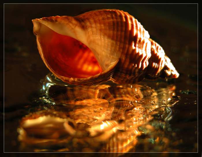 photo "seashell" tags: macro and close-up, still life, 