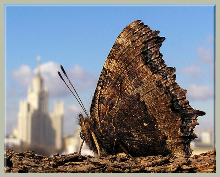 Короткометражка бабочки 2015