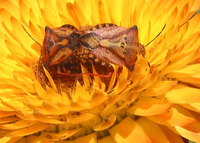 photo "Bug Love" tags: nature, macro and close-up, insect