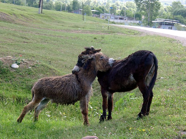 photo "Friends" tags: nature, pets/farm animals