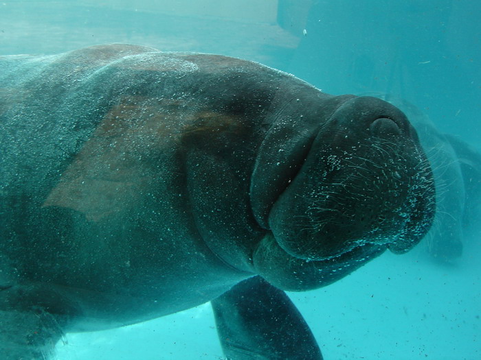 фото "A manatee" метки: природа, путешествия, Южная Америка, дикие животные