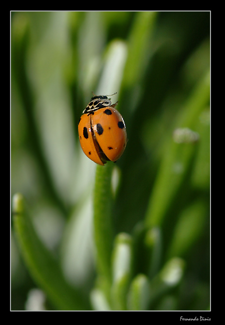 photo "Lady bug" tags: nature, macro and close-up, insect