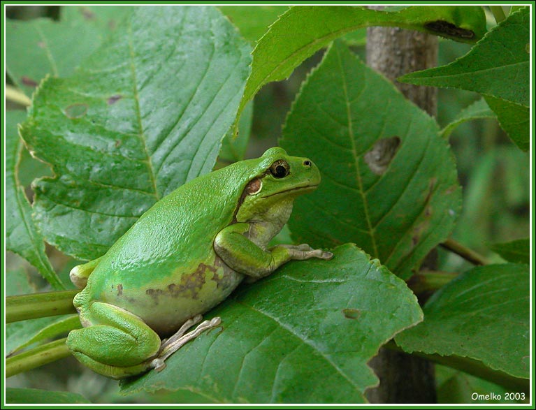 photo "The leaf frog" tags: macro and close-up, nature, wild animals