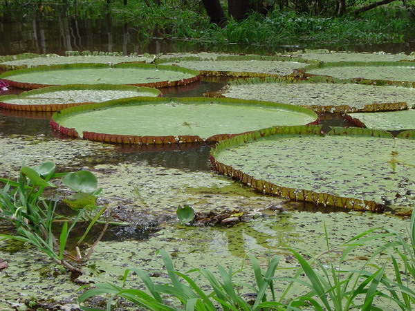 фото "Amazon Rain Forest" метки: путешествия, пейзаж, Южная Америка, лес