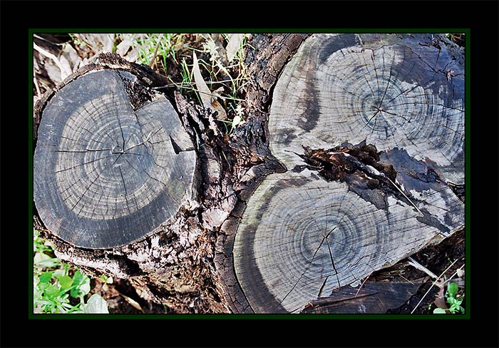 photo "Lord of the Rings" tags: macro and close-up, nature, 