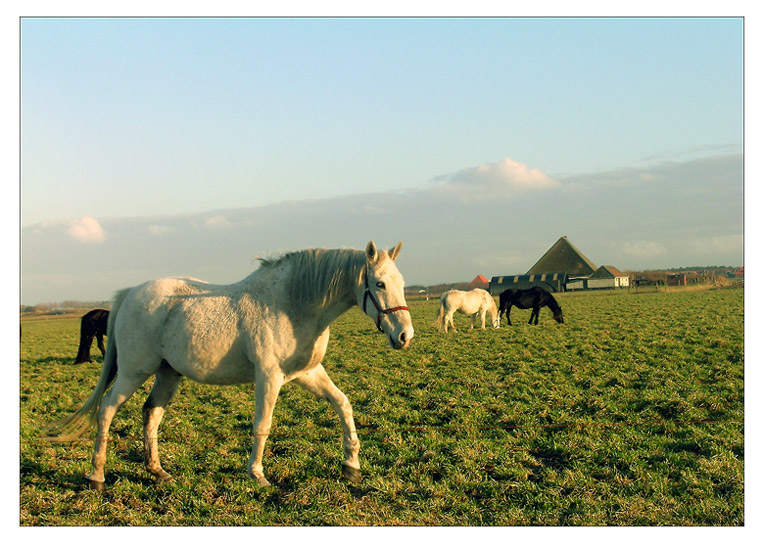photo "White horse" tags: travel, Europe