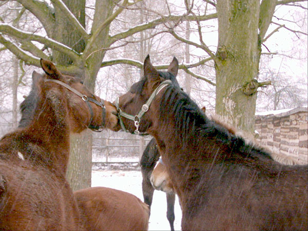 photo "kisses" tags: nature, pets/farm animals