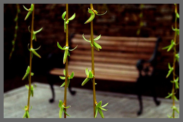 photo "spring garlands" tags: genre, nature, flowers