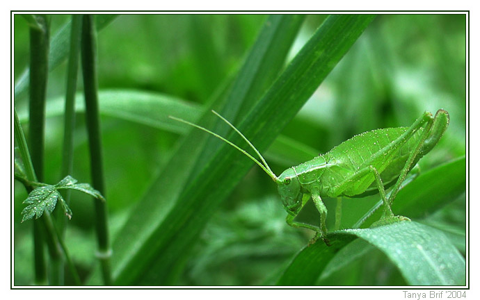 photo "Green" tags: nature, macro and close-up, insect