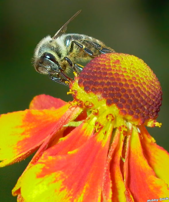 photo "woman worker" tags: nature, insect