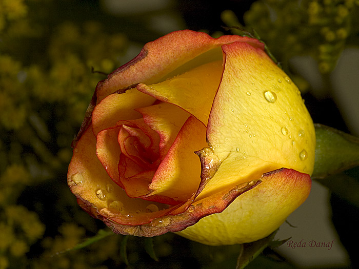 photo "Yellow Rose" tags: nature, macro and close-up, flowers