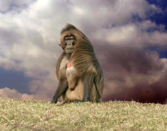 photo "Head Baboon" tags: nature, wild animals