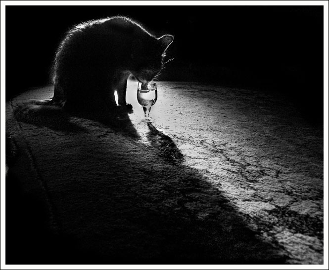 photo "Still-life which has failed..." tags: nature, black&white, pets/farm animals