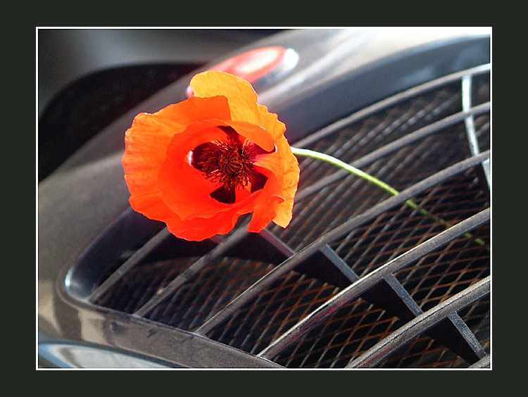 photo "Contast" tags: abstract, still life, 