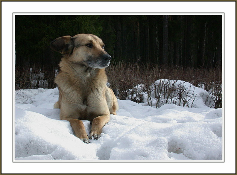photo "Majestic calmness" tags: nature, portrait, pets/farm animals