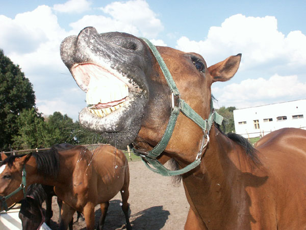 photo "smile:)" tags: nature, pets/farm animals