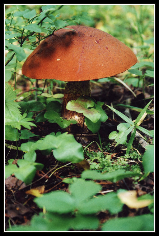 photo "Just nice mushroom!" tags: nature, macro and close-up, flowers