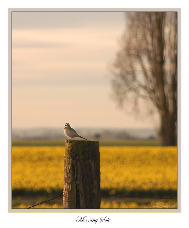 photo "Morning Solo" tags: landscape, spring, sunset