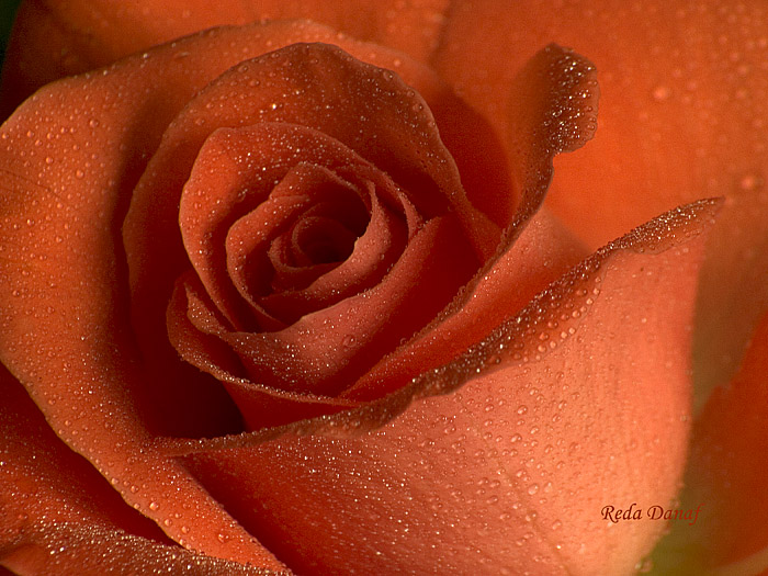 photo "Rose #4" tags: nature, macro and close-up, flowers