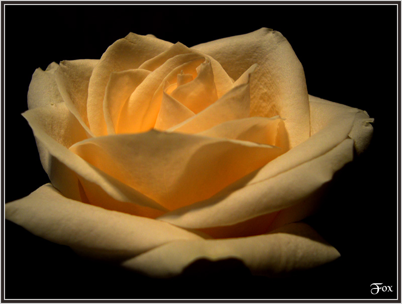 photo "Night Rose" tags: macro and close-up, 