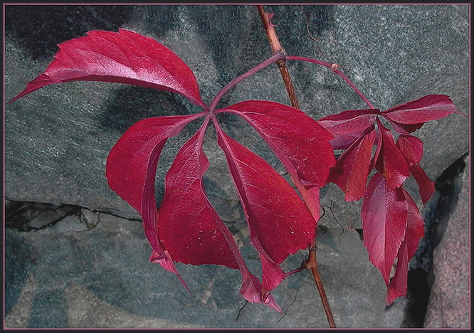 photo "Wild grapes" tags: nature, flowers