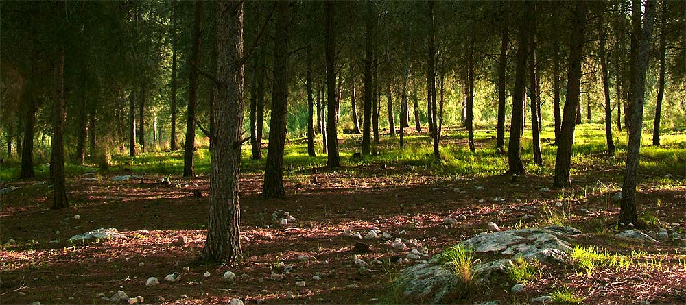 фото "Enchanted Forest, Light on the Darkness" метки: пейзаж, зима, лес