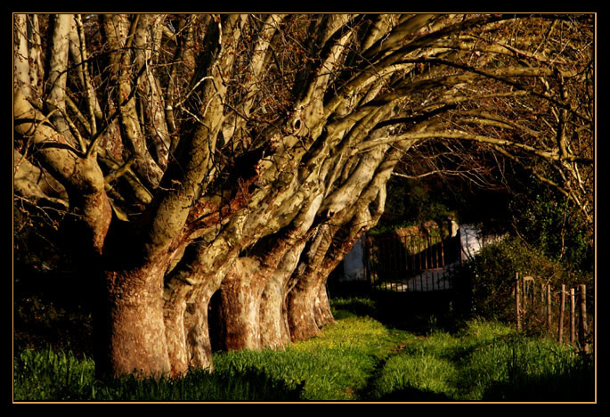 photo "golden grove" tags: misc., landscape, forest