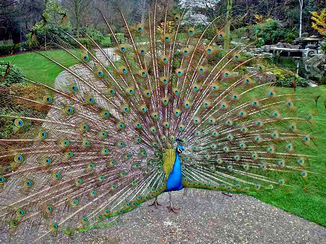 фото "The peacock" метки: разное, природа, домашние животные