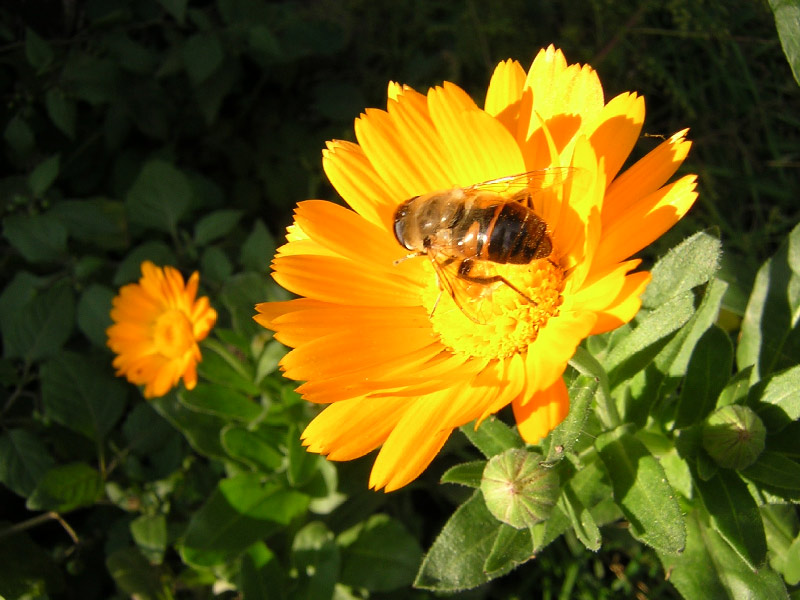 photo "Bee" tags: macro and close-up, 